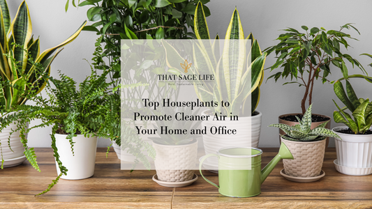 🌬️ Top Houseplants to Promote Cleaner Air in Your Home and Office