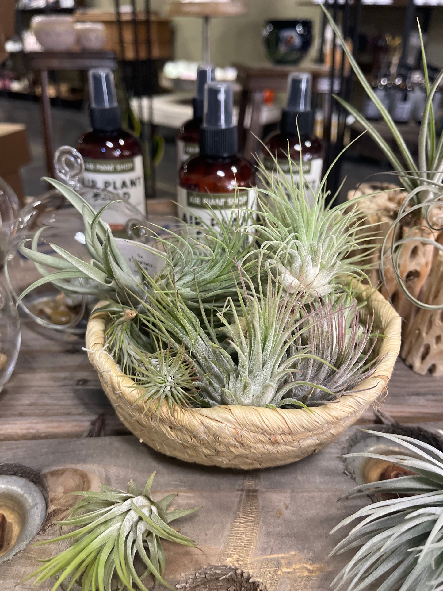 Tillandsia Air Plants - Surprise Pick