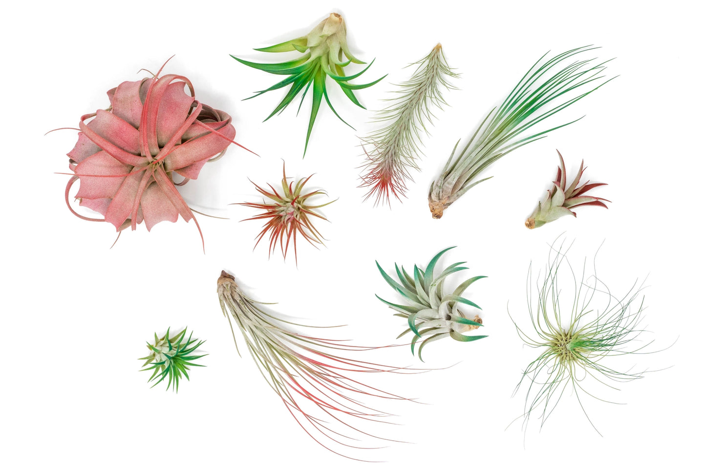 Christmas Spirit Colorful Air Plants