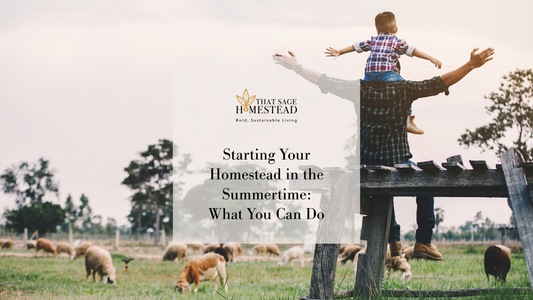 Starting Your Homestead in the Summertime: What You Can Do