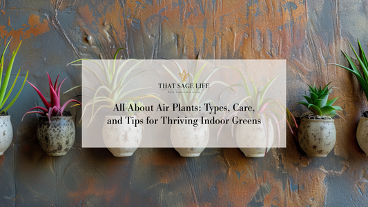 All About Air Plants: Types, Care, and Tips for Thriving Indoor Greens