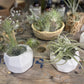 Tillandsia Air Plants - Surprise Pick