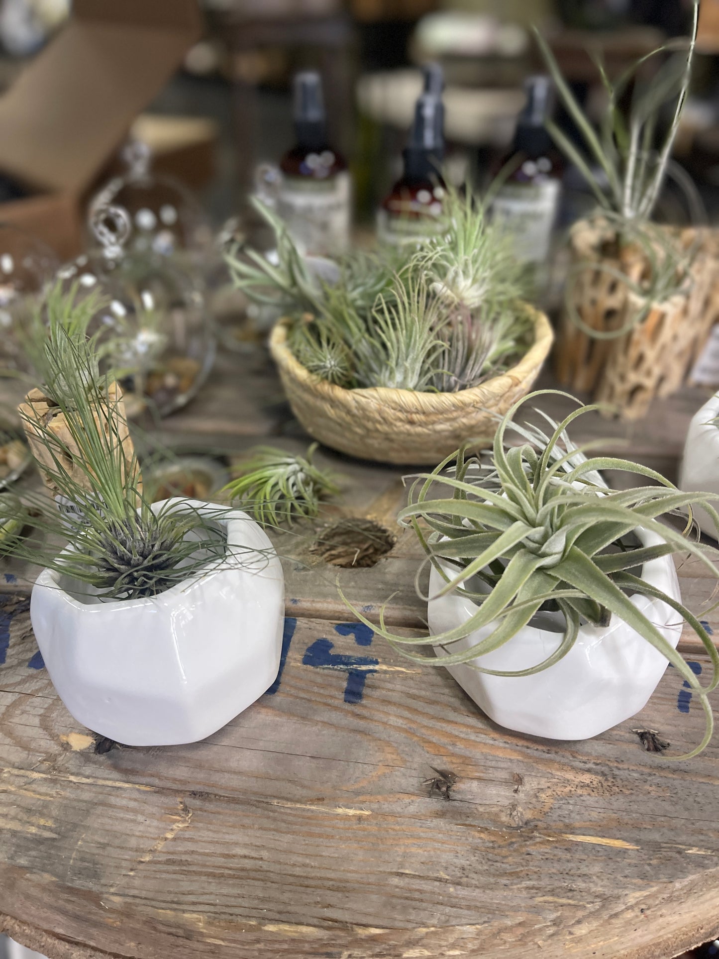 Tillandsia Air Plants - Surprise Pick