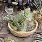 Tillandsia Air Plants - Surprise Pick