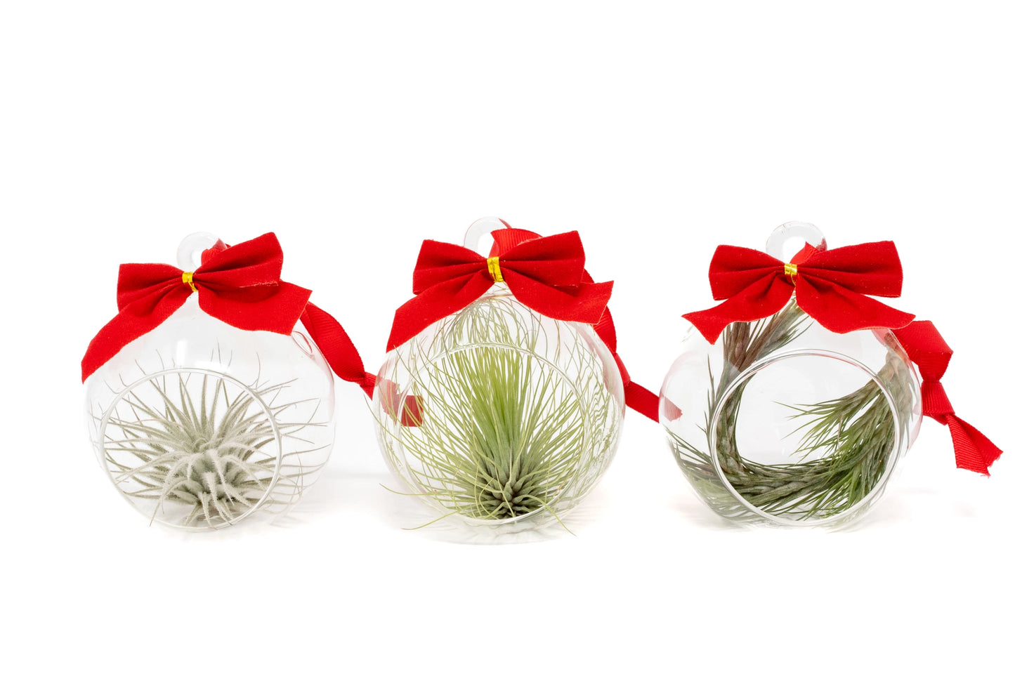 Holiday Ornament Globes with Air Plants