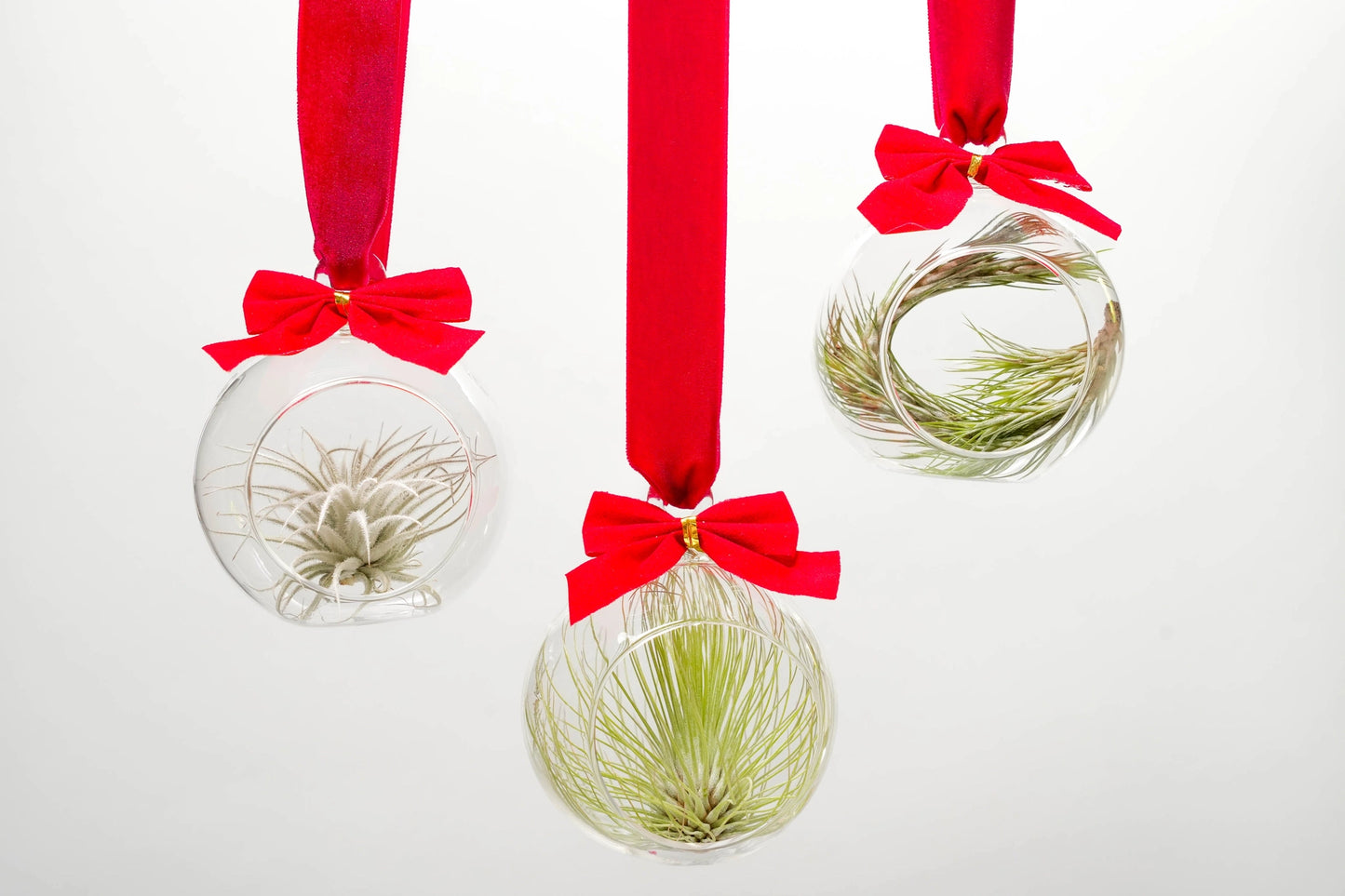 Holiday Ornament Globes with Air Plants