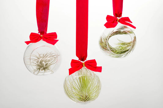 Holiday Ornament Globes with Air Plants