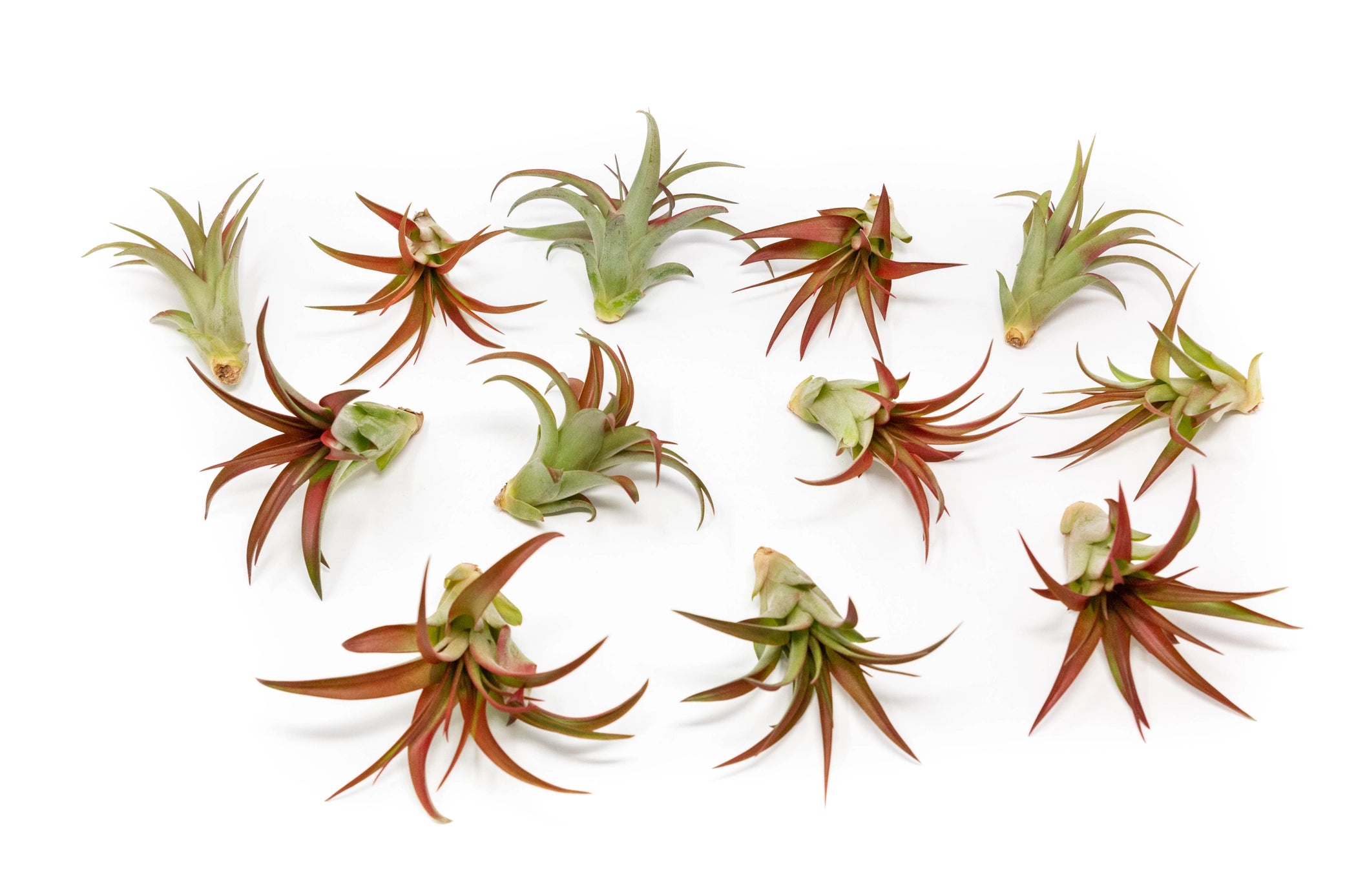 Tillandsia Red Abdita Air Plants – That Sage Life